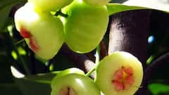 Water Apple: জামরুলের জুড়ি মেলা ভার, ঋতু পরিবর্তনের মাঝে এই ফল শরীরকে রাখবে ফুরফুরে..