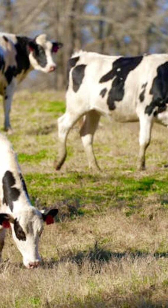 गाय की सबसे बढ़िया नस्ल कौन सी है?