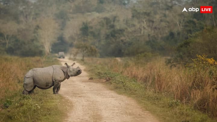 Let us know that the gennysy pired of a female rhinoceros is about 15.7 months. That is, the child comes out after staying in the mother's womb for about 15.7. But the biggest problem is the time of birth between two children.