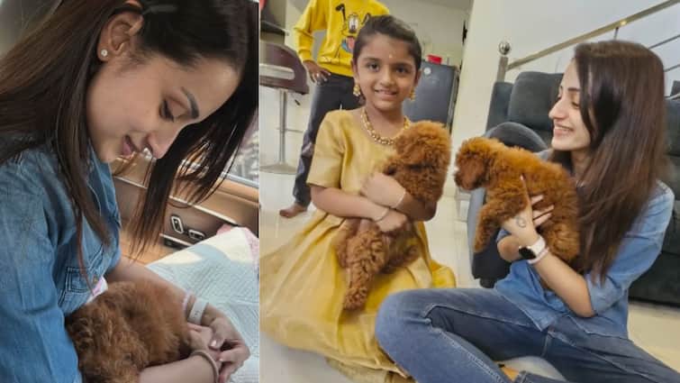 Watch Trisha Posts cute video of her dog on valentines day Watch Video : காதலர் தினத்தில் த்ரிஷா வெளியிட்ட க்யூட் வீடியோ..தலைவர் பரிசா இருக்குமோ...?