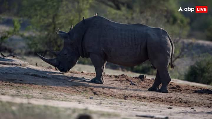 According to scientists, the difference of birth between two children of Gandes is between 34 to 51 months i.e. 3 to 5 years. At the same time, the difference of wild rhinoceros can be much more than this. This is the reason that scientists are worried about their extinction.