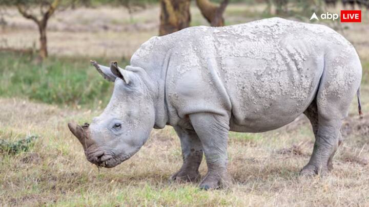 Now you must be wondering at how old the rhinoze breed. Explain that rhinoceros kept in controlled conditions start breeding at the age of five. However, the wild rhinoze here breed after being very large.