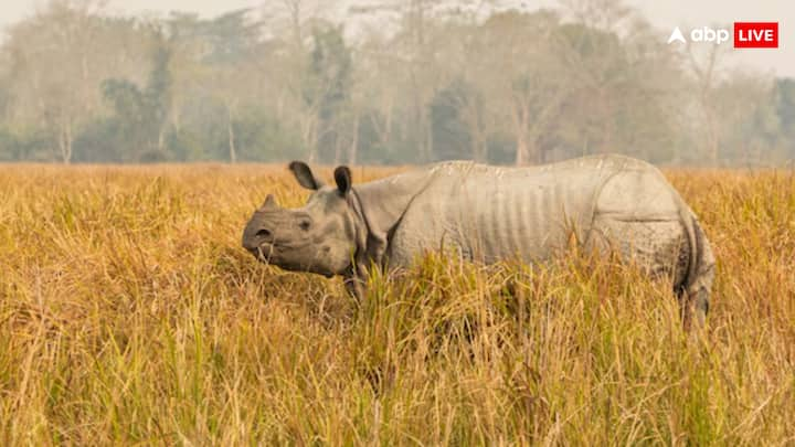 We are telling you about rhinoceros. Let us know that there is Kanjaranga National Park in Assam, India, the most one horn rhinoceros is found here worldwide.