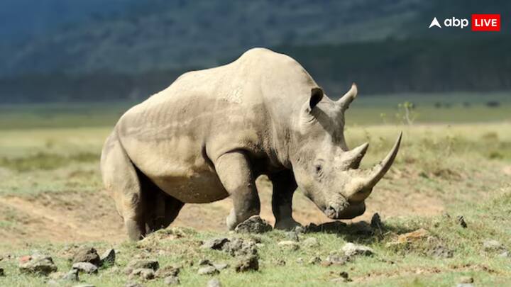 Indian rhinos whose scientific name is Rhinoceros Unicornis. Among them, the weight of adult male is 2.07-2.2 tonnes and adult female weighs 1.6 tonnes. Their skin is thick.