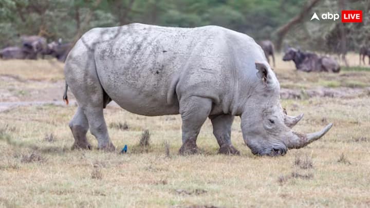 But today we are going to tell you about an animal, who has a problem for him only on the month of pregnancy. Scientists also remain worried about this.