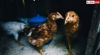 ਦੇਸ਼ 'ਚ ਲਗਾਤਾਰ ਵੱਧ ਰਹੇ Bird Flu ਦੇ ਮਾਮਲੇ, ਜਾਣੋ ਅਜਿਹੇ 'ਚ ਚਿਕਨ ਖਾਣਾ ਕਿੰਨਾ Safe