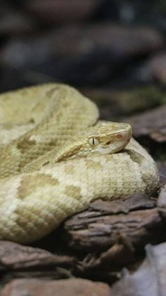 இது தான் உலகின் அதிக விஷத்தன்மை உள்ள பாம்பு