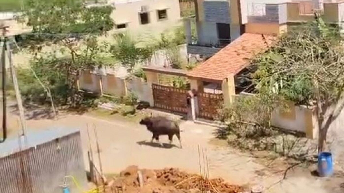 தஞ்சாவூர் பகுதியில் சுற்றித்திரியும் காட்டெருமை... அச்சத்தில் மக்கள்! தேடுதல் பணியில் வனத்துறையினர்