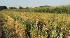 Dharashiv News: धाराशिवमध्ये ऊसाच्या सरीत अफूची शेती; पोलिसांच्या कारवाईने उडाली खळबळ, 30 गोण्या जप्त