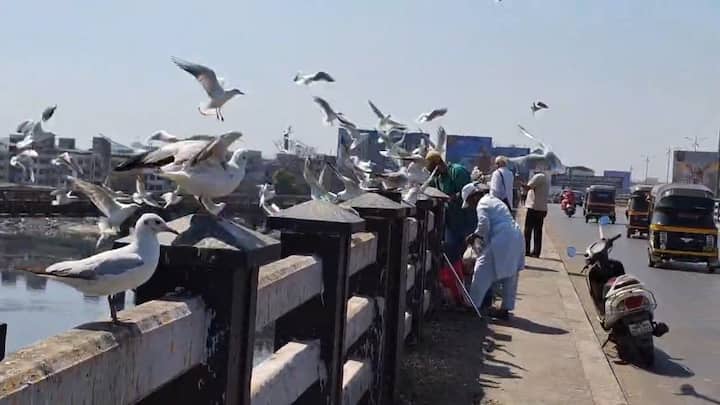 सीगल पक्ष्यांचे मुख्य खाद्य छोटे मासे आणि खेकडे असले तरी आता त्यांना शेव, चिवडा आणि कुरकुरे खाण्याची सवय लागली आहे.