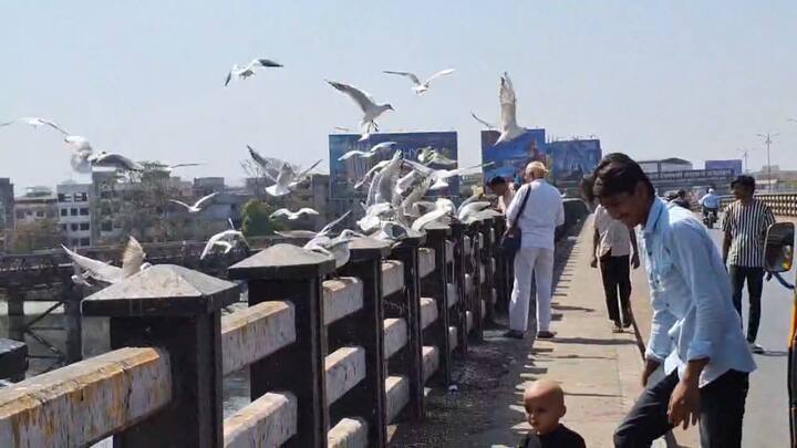 भिवंडीच्या कोनगाव खाडीवर सध्या परदेशी पाहुण्यांची वर्दळ वाढली आहे. यात अमेरिका आणि युरोपमधून हजारो किलोमीटरचा प्रवास करून आलेले सीगल पक्षी येथे विसावले आहेत.