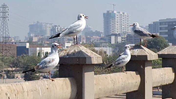 सीगल पक्ष्यांच्या या हिवाळी आगमनामुळे कोनगाव खाडीवर एक वेगळाच उत्साह संचारला असून, पक्षीप्रेमी आणि छायाचित्रकारांसाठी हा एक विशेष आनंददायी अनुभव ठरत आहे.