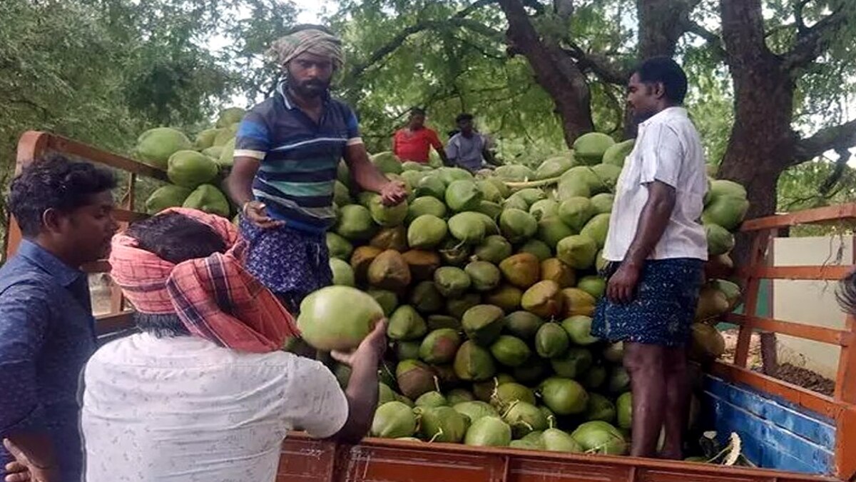 நெருங்கும் கோடைக்காலம்! இளநீர் கொள்முதலுக்கு போட்டா போட்டி போடும்  வியாபாரிகள்