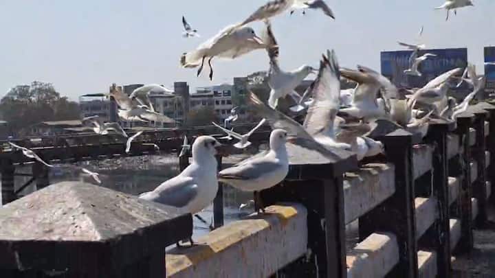 हे पक्षी पाण्यात विहार करताना जणू मोत्यांची माळच पाण्यात अंथरल्याचा भास होतो. त्यामुळे अनेक लोक या पक्ष्यांना कॅमेऱ्यात बंदिस्त करण्यासाठी आणि सेल्फी काढण्यासाठी खाडीवर पोहोचत आहेत.
