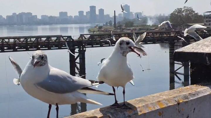 या पक्ष्यांचे मोहक रूप पाहण्यासाठी नागरिकांची मोठी गर्दी होत आहे. सीगल पक्ष्यांचा पांढरा शुभ्र रंग, पंखांवरील करडा छटा, लालसर काळी चोच आणि काळेभोर डोळे या वैशिष्ट्यांमुळे ते विशेष लक्ष वेधून घेतात.