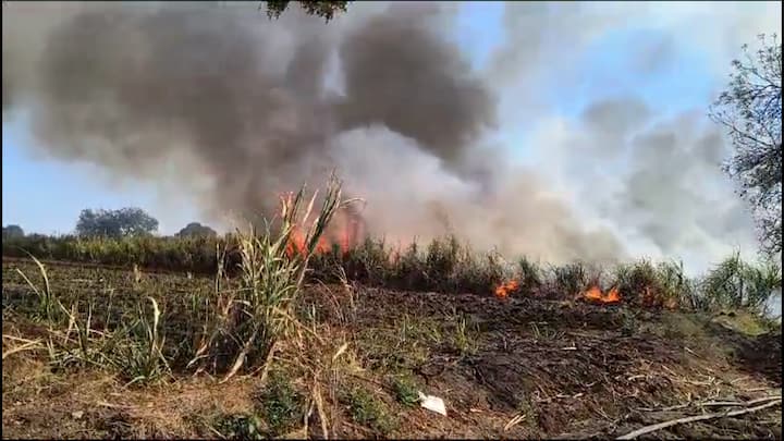 यामध्ये जवळपास 12 शेतकऱ्यांचे मिळून जवळपास 40 ते 45 एकर क्षेत्रावरील उसाचे पीक हे पूर्णतः जळून नष्ट झालंय.