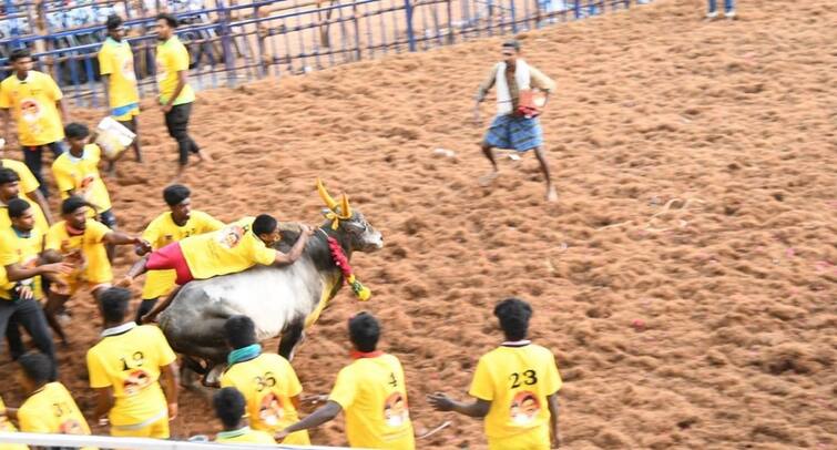 Madurai Jallikattu sholavandan constituency 1030 bulls, 500 players participating tnn Jallikattu : சோழவந்தான் ஜல்லிக்கட்டு..  1030 காளைகள், 500 வீரர்கள் பங்கேற்பு.. விறு விறு ஜல்லிக்கட்டு