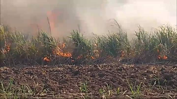 तर या घटनेत 10 ते 12 शेतकर्यांच मिळून अंदाजे 70 ते 75 लाख रुपयांचे नुकसान झाले आहे.