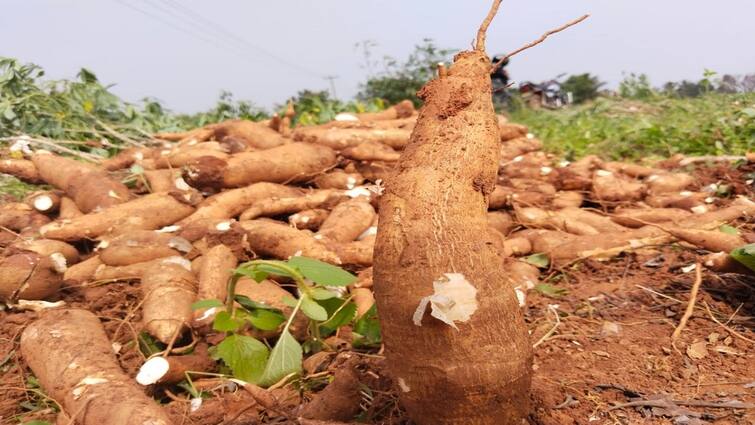 Amazing income in Maravalli tuber cultivation... Farmers are happy ”மாற்றி யோசித்தோம் -  இப்போ வருமானம் இரட்டிப்பானது” எப்படி இப்படி சம்பாதிப்பது..?