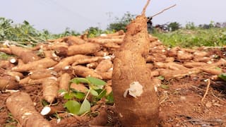 Amazing income in Maravalli tuber cultivation... Farmers are happy ”மாற்றி யோசித்தோம் -  இப்போ வருமானம் இரட்டிப்பானது” எப்படி இப்படி சம்பாதிப்பது..?