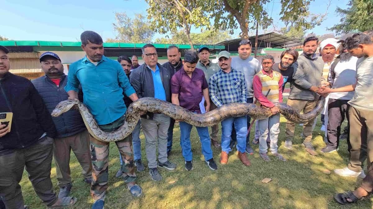 रामनगर में अब तक का सबसे लंबा और भारी पायथन पकड़ा गया, वन विभाग भी हुआ हैरान