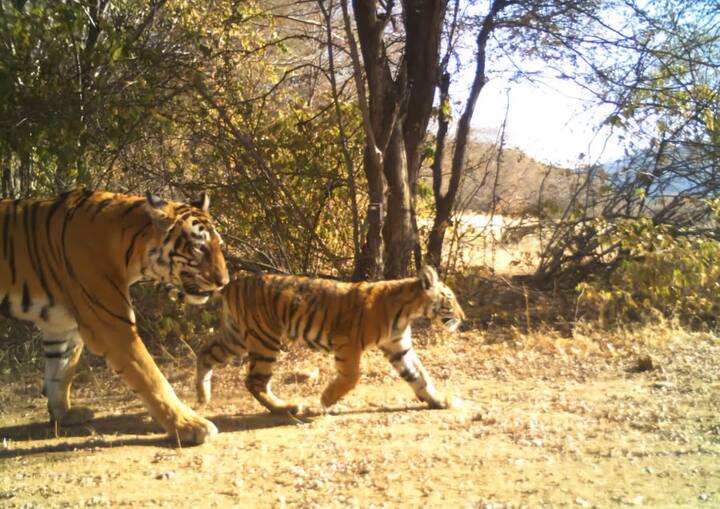 कुछ दिन पहले उन्होंने रणथंभौर टाइगर रिजर्व की रेंज कुंडेरा की तस्वीर शेयर की थी जिसमें मादा बाघिन दो शावकों के साथ नजर आ रही थी.