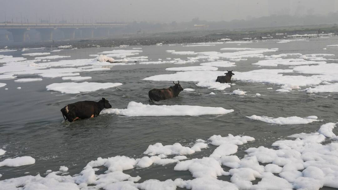 Yamuna River Cleaning Directive Delhi Lieutenant Governor VK Saxena Gives Direction LG Orders Immediate Yamuna Cleanup As Delhi Pushes For Pollution-Free River