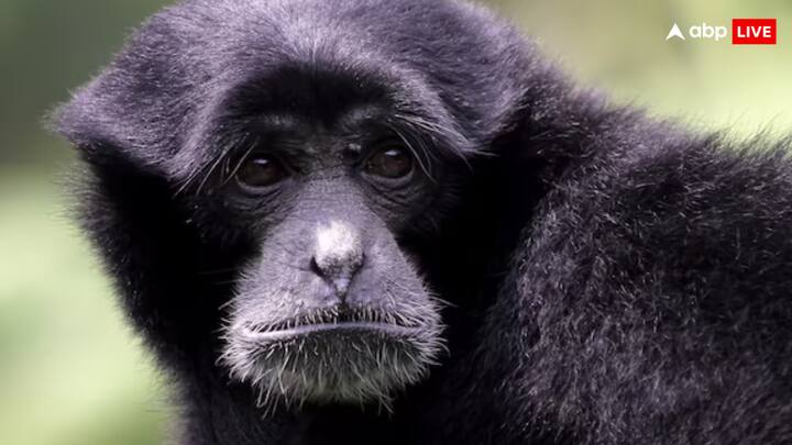 आप समझ गए होंगे कि हम चिम्पांजी के बारे में बात कर रहे हैं. कई रिसर्च में ये सामने आया है कि चिम्पांजी और इंसानों का दिमाग एक जैसा होता है.