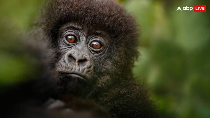 बता दें कि चिम्पांजी प्राइमेट प्रजातियों में से एक है. प्राइमेट में 500 से अधिक प्रजातियां पाई जाती हैं, जिसमें लेमूर, लोरिसेस, टार्सियेर्स, पुराने और नए बंदर, गिब्बन और सियामांग जैसे छोटे वानर, ऑरांगुटैन और गोरिल्ला, चिम्पांजी और बबून जैसे विशाल वानर शामिल हैं.