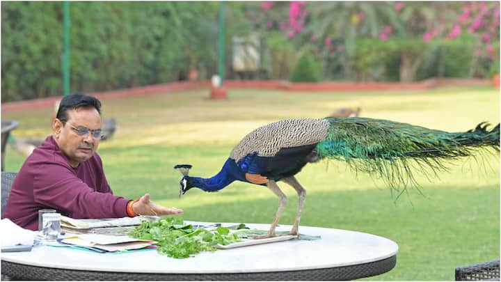 Rajasthan News: वसंत का आगमन हो चुका है और इसकी झलक भी प्रकृति दर्शा रही है. आम के पेड़ों में मंजर आ गए हैं तो मोर और कोयल जैसे पक्षियों को भी कलरव करते हुए देखे जाते हैं.