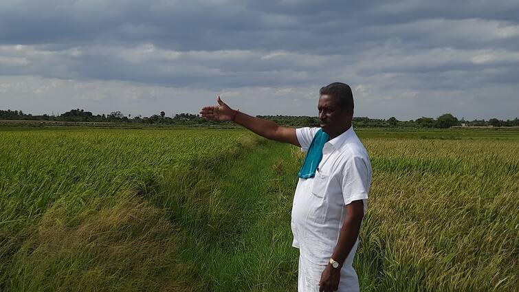 Tanjore farmer earns excellent income by doing organic farming இயற்கை விவசாயம் செய்து அருமையான வருமானம் எடுக்கும் தஞ்சை விவசாயி: எவ்வளவு தெரியுமா?