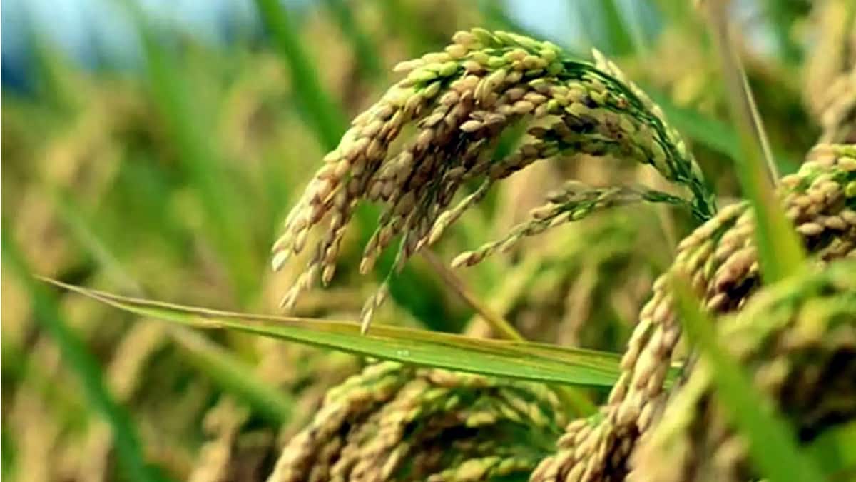 Theni : தீவிரமடைந்துள்ள நெல் அறுவடை பணிகள், அரசு நெல் கொள்முதல் நிலையம் திறக்கப்படுமா? விவசாயிகள் எதிர்ப்பார்ப்பு