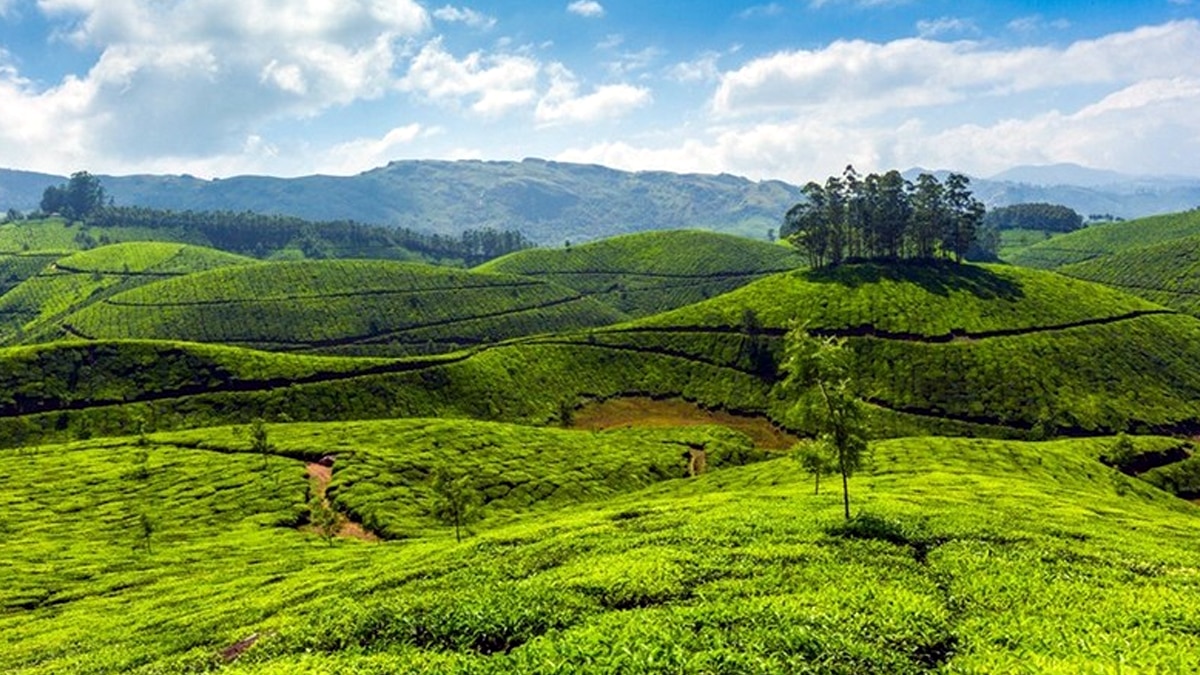Kerala: ஹாலிடே டூர் போறீங்களா? அப்ப இங்க போங்க.. தேக்கடி ட்ரீ ஹவுஸ் ஒரு விசிட்..!