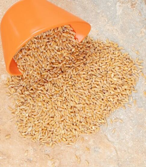 ਖਬਰ ਏਜੰਸੀ ਅਨੁਸਾਰ ਮੁੱਖ ਮੰਤਰੀ ਸੁਖਵਿੰਦਰ ਸਿੰਘ ਸੁੱਖੂ ਨੇ ਕਿਹਾ ਕਿ ਹਿਮਾਚਲ ਪ੍ਰਦੇਸ਼ ਸਰਕਾਰ ਨੇ ਟਿਕਾਊ ਤੇ ਕਿਸਾਨ-ਅਨੁਕੂਲ ਨੀਤੀਆਂ ਨੂੰ ਉਤਸ਼ਾਹਿਤ ਕਰਨ ਦੇ ਯਤਨ ਵਿੱਚ ਭਾਰਤ ਵਿੱਚ ਕੁਦਰਤੀ ਖੇਤੀ ਅਧੀਨ ਕਣਕ ਤੇ ਮੱਕੀ ਲਈ ਸਭ ਤੋਂ ਵੱਧ ਸਮਰਥਨ ਮੁੱਲ ਨਿਰਧਾਰਤ ਕਰਕੇ ਇੱਕ ਮੋਹਰੀ ਕਦਮ ਚੁੱਕਿਆ ਹੈ। ਰਾਜ ਵਿੱਚ ਖੇਤੀਬਾੜੀ ਵਿਭਾਗ ਅਧੀਨ ਜ਼ਮੀਨ 'ਤੇ ਪੂਰੀ ਤਰ੍ਹਾਂ ਕੁਦਰਤੀ ਤਰੀਕੇ ਨਾਲ ਖੇਤੀ ਕਰਨ 'ਤੇ ਧਿਆਨ ਦਿੱਤਾ ਜਾ ਰਿਹਾ ਹੈ।