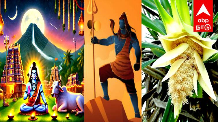 Maha Shivaratri 2025  Do you know where Maha Shivaratri originated thiruvannamalai Maha Shivaratri 2025 : மகா சிவராத்திரி தோன்றியது எங்கு தெரியுமா ? தாழம் பூ விற்கு சாபம் கொடுத்த இடமும் இதான் ;முழு விவரம் உங்களுக்காக !