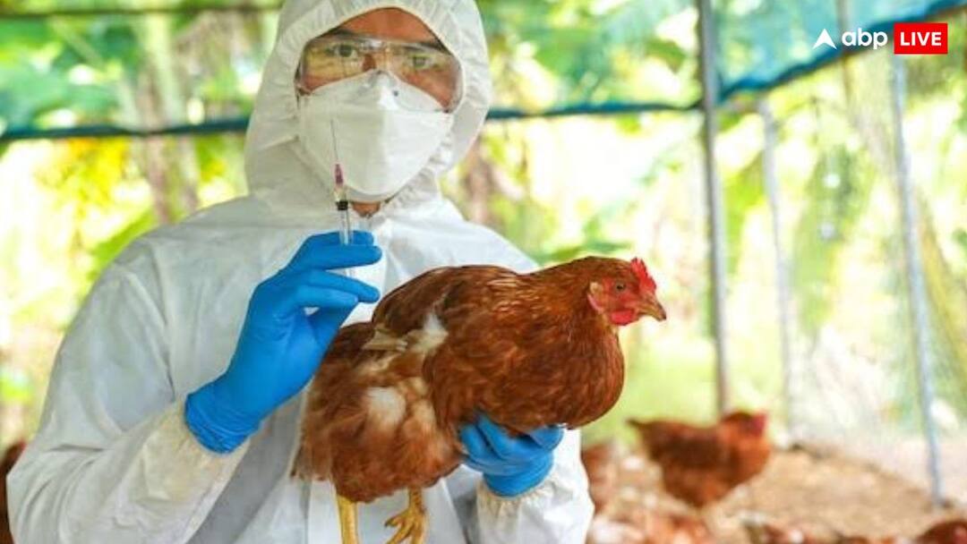 health tips bird flu can happen not only in chicken but also others animals know symptoms सिर्फ चिकन ही नहीं इन जानवरों में भी हो सकता है बर्ड फ्लू, जान लीजिए लक्ष