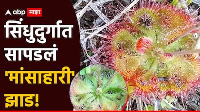 sindhudurg plant species: सिंधुदुर्ग जिल्ह्यातील तिलारी खोऱ्यात असणाऱ्या केरे गावात कीटकभक्षी (मांसाहारी) प्रजातीची वनस्पती आढळली आहे. ही दुर्मिळ वनस्पती दलदलीच्या किंवा वाळवंटी भागात सापडते.