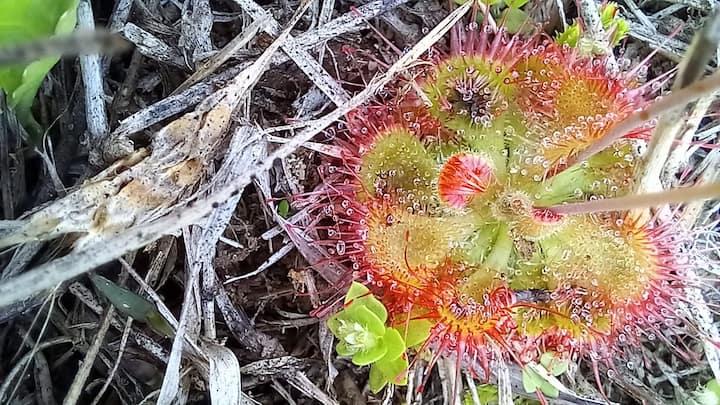 अशा किटकभक्षी वनस्पतींच्या सुमारे 625 जाती असून, त्यांपैकी 30-35 जातींच्या वनस्पती भारतात सापडतात. महाराष्ट्रात फक्त पाच-सहा जातींच्या वनस्पती आढळतात. या सर्व वनस्पतींना 'मांसाहारी वनस्पती' असेही म्हणतात.