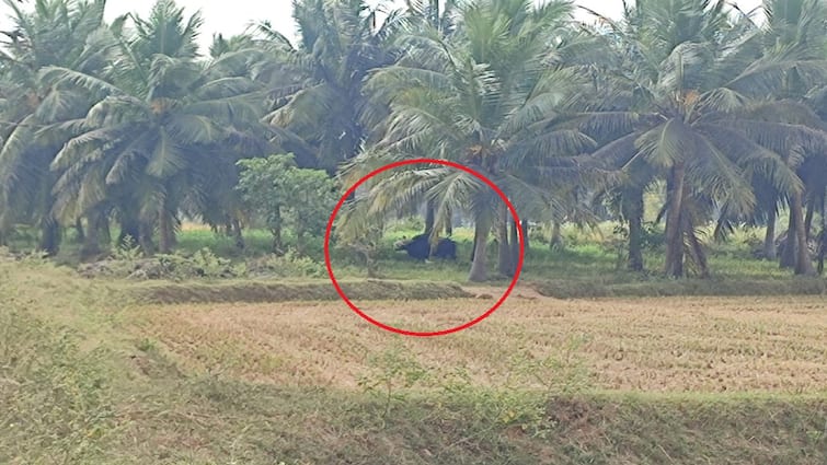 wild buffalo has gone thanjavur to pattukottai Forest Department in search tnn அட எங்கப்பா இந்த பக்கம் திரும்பிட்ட... பட்டுக்கோட்டையில் உலா வந்த காட்டெருமை