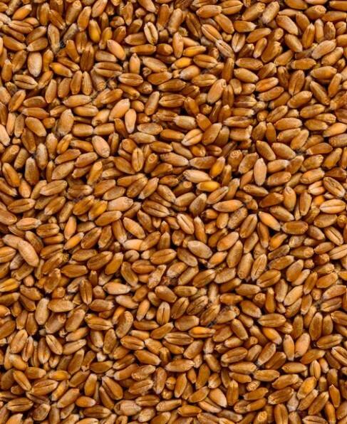 ਮੁੱਖ ਮੰਤਰੀ ਨੇ ਕਿਹਾ ਕਿ ਕੁਦਰਤੀ ਖੇਤੀ ਕਰਨ ਵਾਲੇ ਕਿਸਾਨਾਂ ਤੋਂ 40 ਰੁਪਏ ਪ੍ਰਤੀ ਕਿਲੋ ਕਣਕ ਤੇ 30 ਰੁਪਏ ਪ੍ਰਤੀ ਕਿਲੋ ਮੱਕੀ ਖਰੀਦ ਕੇ ਇੱਕ ਮੀਲ ਪੱਥਰ ਹਾਸਲ ਕੀਤਾ ਗਿਆ ਹੈ। ਸੂਬਾ ਸਰਕਾਰ ਦੇ ਇਸ ਫੈਸਲੇ ਕਾਰਨ ਕਿਸਾਨਾਂ ਨੂੰ ਕਣਕ ਦਾ 4000 ਰੁਪਏ ਪ੍ਰਤੀ ਕੁਇੰਟਲ ਭਾਅ ਮਿਲ ਰਿਹਾ ਹੈ, ਜੋ 2425 ਰੁਪਏ ਦੇ ਘੱਟੋ-ਘੱਟ ਸਮਰਥਨ ਮੁੱਲ ਤੋਂ 1575 ਰੁਪਏ ਪ੍ਰਤੀ ਕੁਇੰਟਲ ਵੱਧ ਹੈ। ਜਦੋਂ ਕਿ ਕਿਸਾਨਾਂ ਨੂੰ ਮੱਕੀ ਲਈ 3000 ਰੁਪਏ ਪ੍ਰਤੀ ਕੁਇੰਟਲ ਦਾ ਭੁਗਤਾਨ ਕੀਤਾ ਜਾ ਰਿਹਾ ਹੈ, ਜੋ ਕੇਂਦਰ ਦੁਆਰਾ ਨਿਰਧਾਰਤ 2225 ਰੁਪਏ ਦੇ ਘੱਟੋ-ਘੱਟ ਸਮਰਥਨ ਮੁੱਲ ਤੋਂ 775 ਰੁਪਏ ਪ੍ਰਤੀ ਕੁਇੰਟਲ ਵੱਧ ਹੈ।