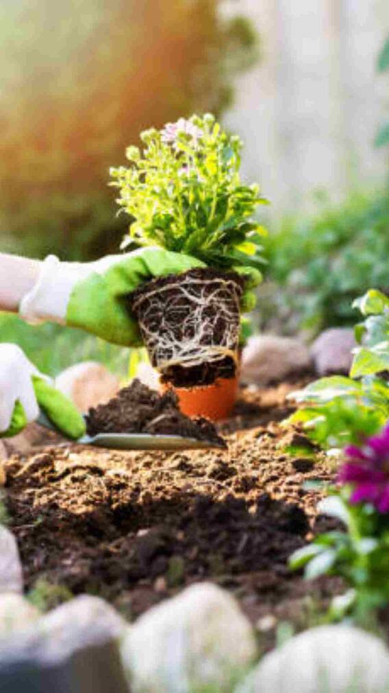 इन फूलों की खेती बना देगी आपको मालामाल