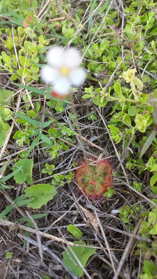 दुर्मिळ 'ड्रोसेरा बर्मानी' कीटकभक्षी वनस्पतीचा उपयोग हर्बल औषधांमध्ये मोठ्या प्रमाणावर होतो. वनस्पती स्वतःचे अन्न हरितद्रव्याच्या सहाय्याने तयार करतात. परंतु काही वनस्पतींना पूरक अन्नाची गरज असते आणि ते अन्न काही वनस्पतींना कीटक वा अन्य प्राण्यांना पकडून त्यांच्या शरीरातून मिळवावे लागते.