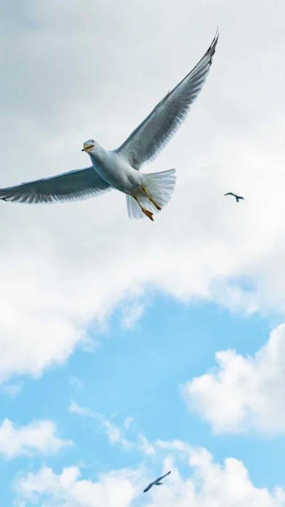 बर्ड फ्लू से अब तक कितने पक्षियों की हो चुकी है मौत?