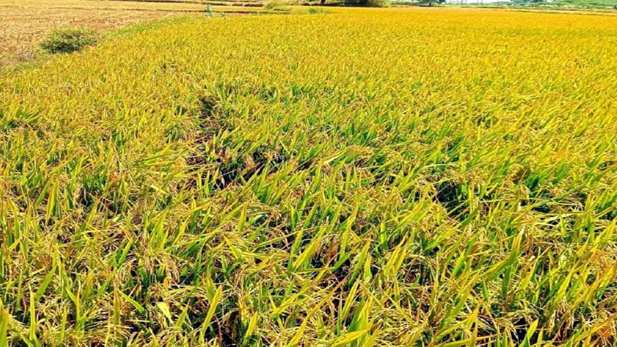 Theni : தீவிரமடைந்துள்ள நெல் அறுவடை பணிகள், அரசு நெல் கொள்முதல் நிலையம் திறக்கப்படுமா? விவசாயிகள் எதிர்ப்பார்ப்பு