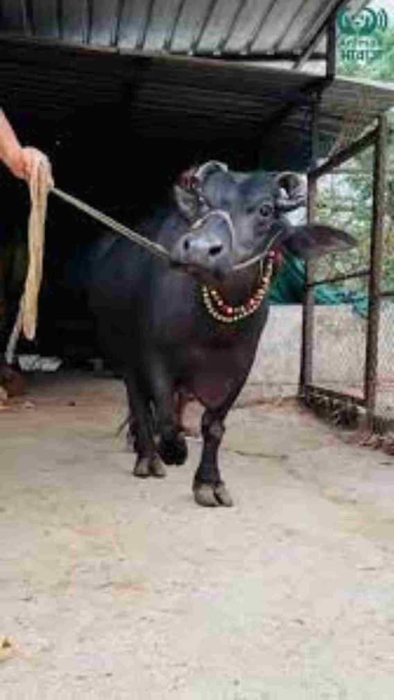 मुर्रा भैंस एक दिन में कितने लीटर दूध देती है?