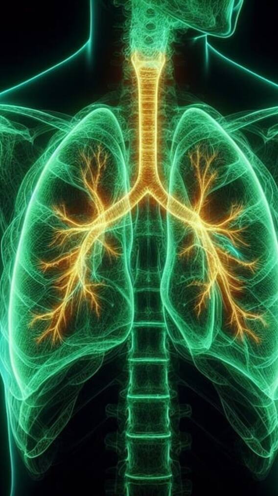 इंसान के शरीर में एक फेफड़ा छोटा क्यों होता है?