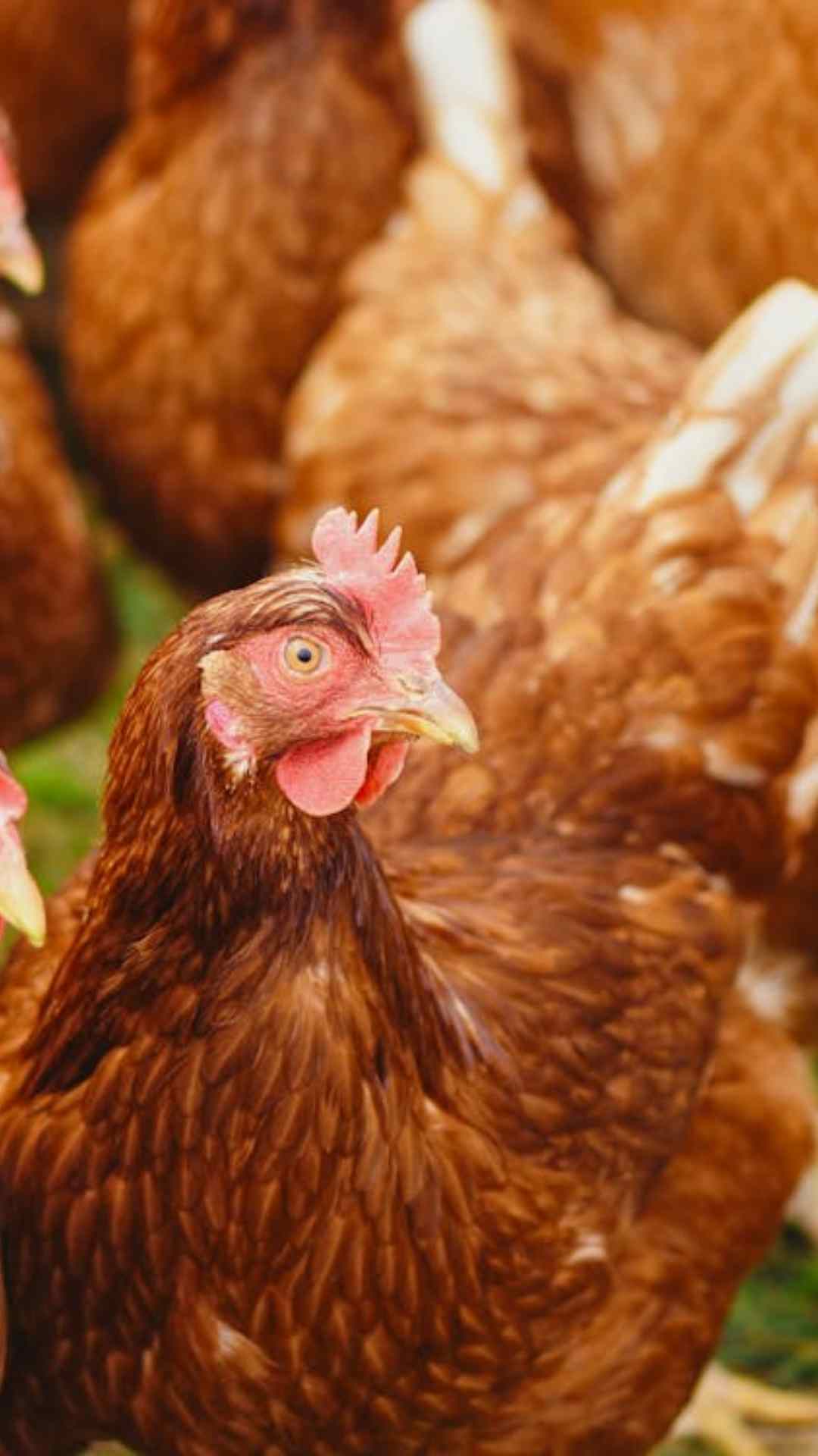 दुनिया में सबसे ज्यादा मारे जाने वाले जानवरों में पहले नंबर पर मुर्गियां हैं