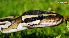 एक बार कांटने पर कितना जहर छोड़ता है सांप? जिसमें जहर नहीं वो क्या छोड़ते हैं फिर