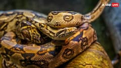 एक बार कांटने पर कितना जहर छोड़ता है सांप? जिसमें जहर नहीं वो क्या छोड़ते हैं फिर