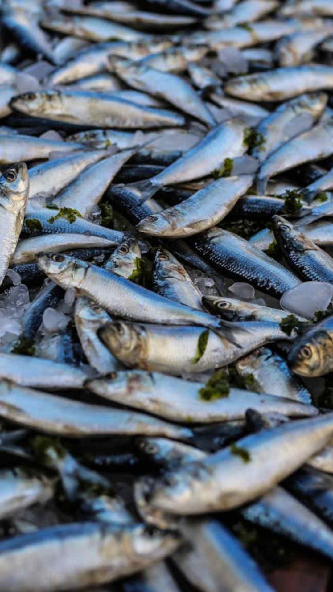 इसके बाद सबसे ज्यादा मारे जाने वाले जीव में मछली शामिल है